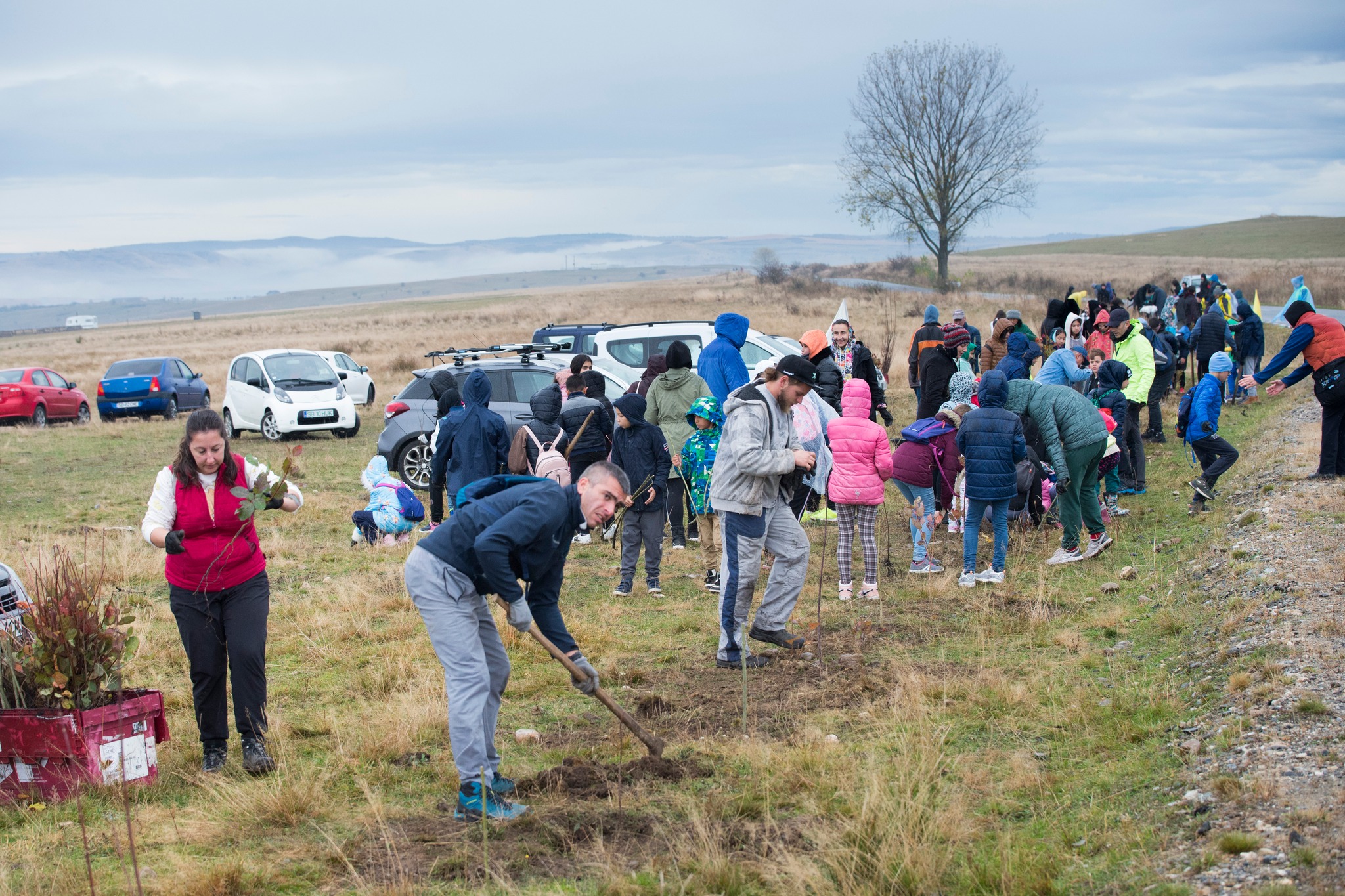 Plantare Ocna Sibiului 4
